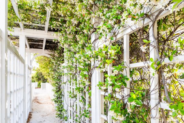 Cost of Trellis Repair in Brentwood