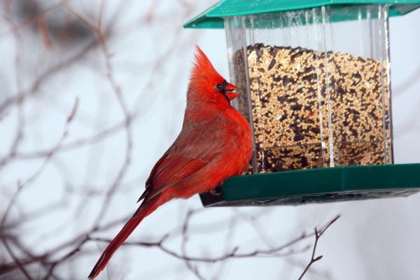 Cost of Bird Feeder Hanging in Brentwood